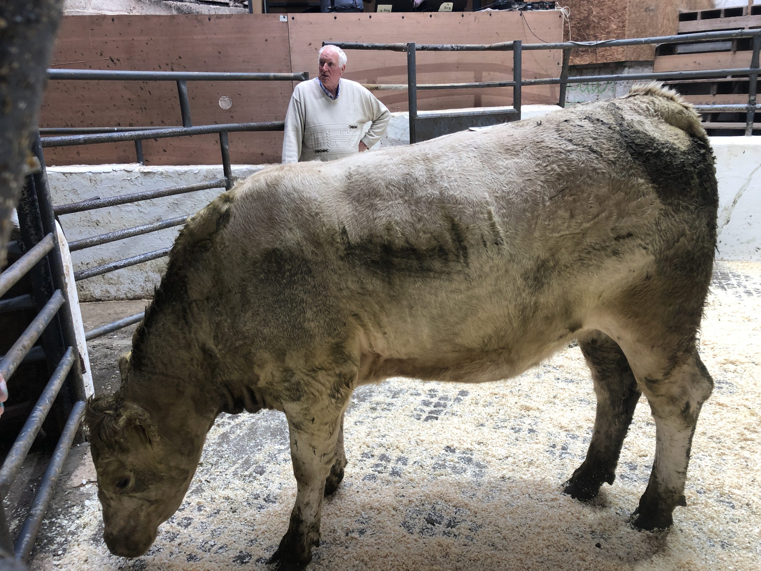 This 530kg Angus-cross heifer sold for €1,360 or €2.56/kg
