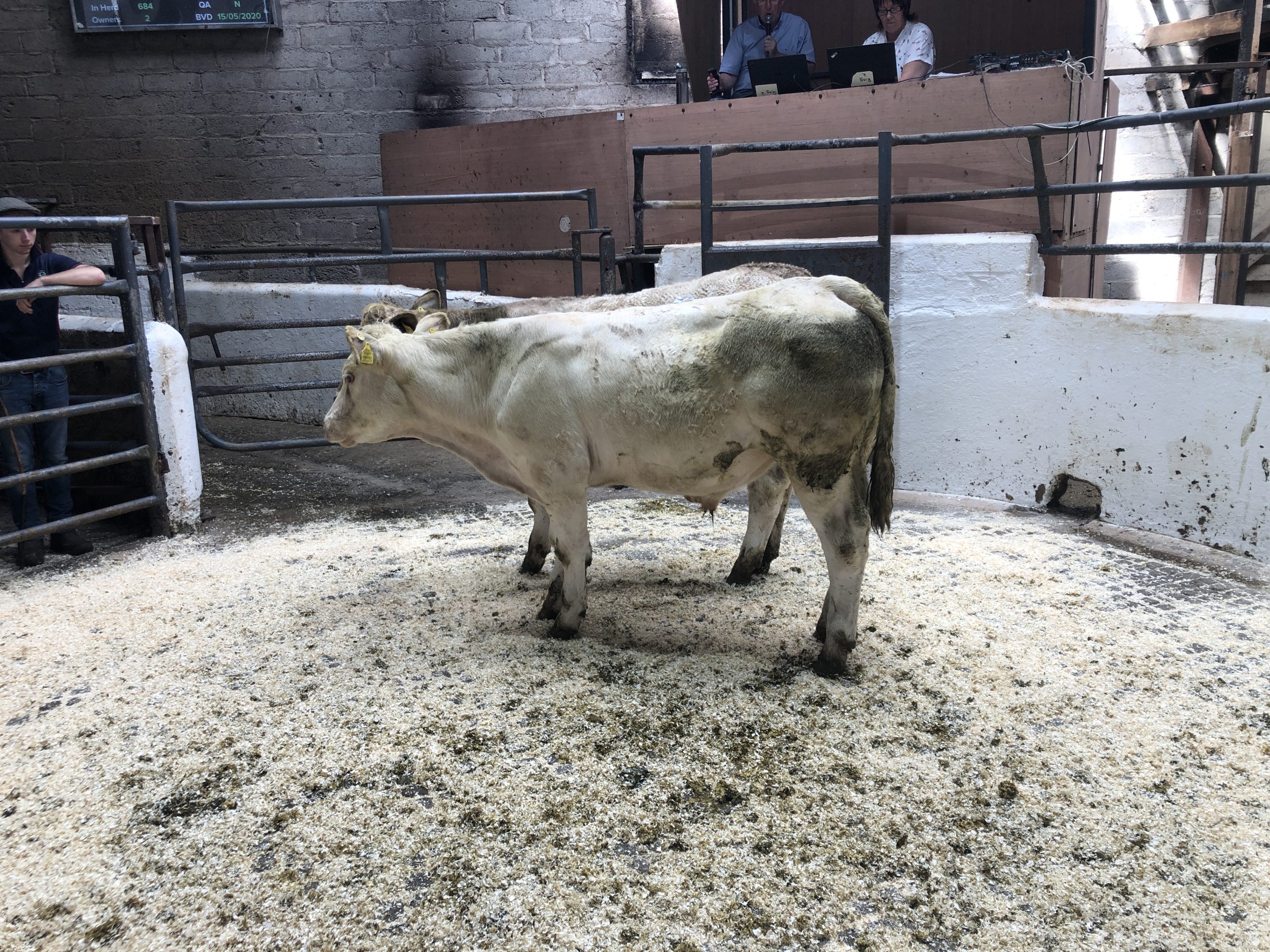 These two Charolais bullocks weighing 335kg sold for €1,010 or €3.01/kg