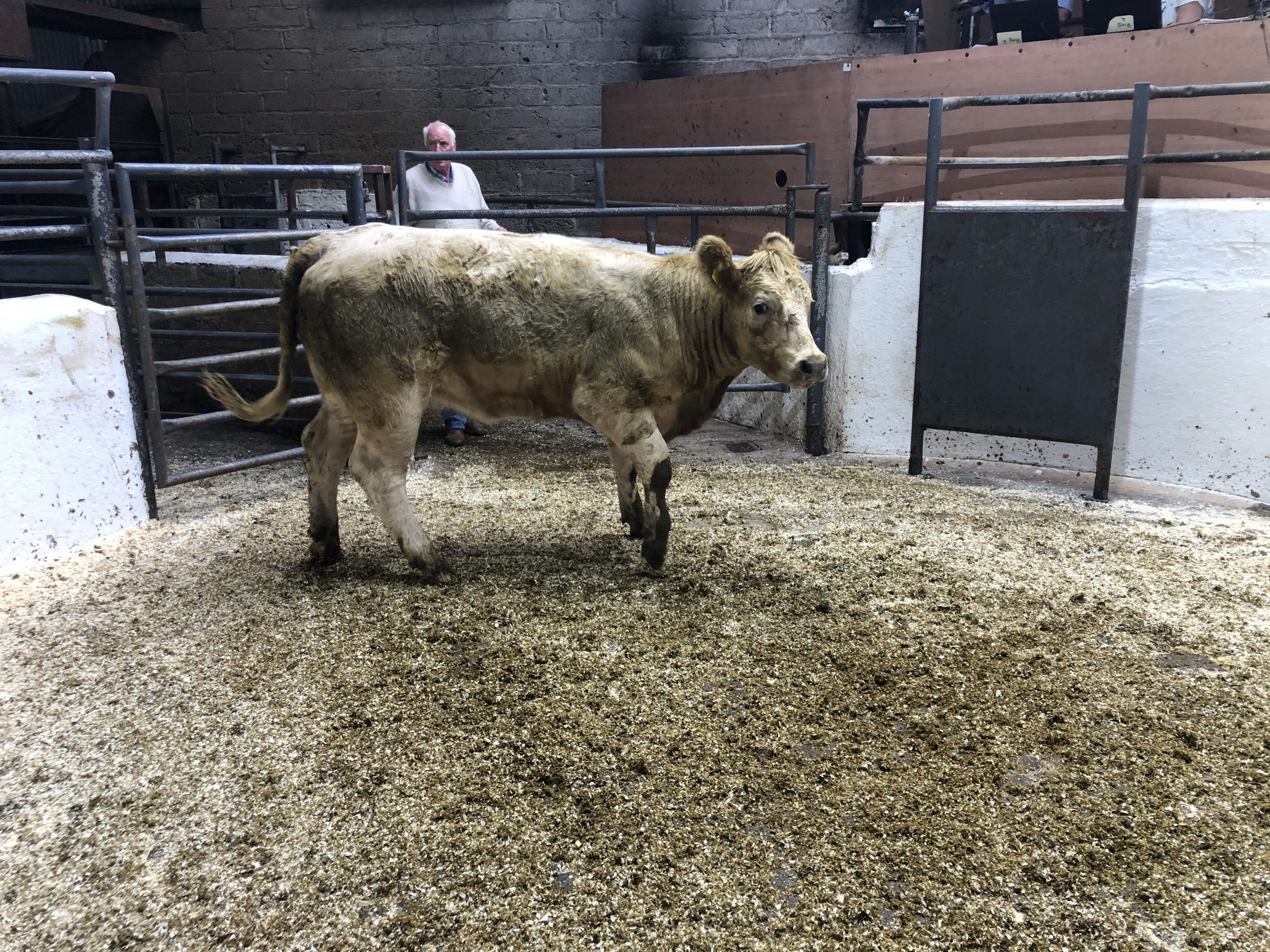 This 385kg Charolais heifer sold for €950 or €2.47/kg