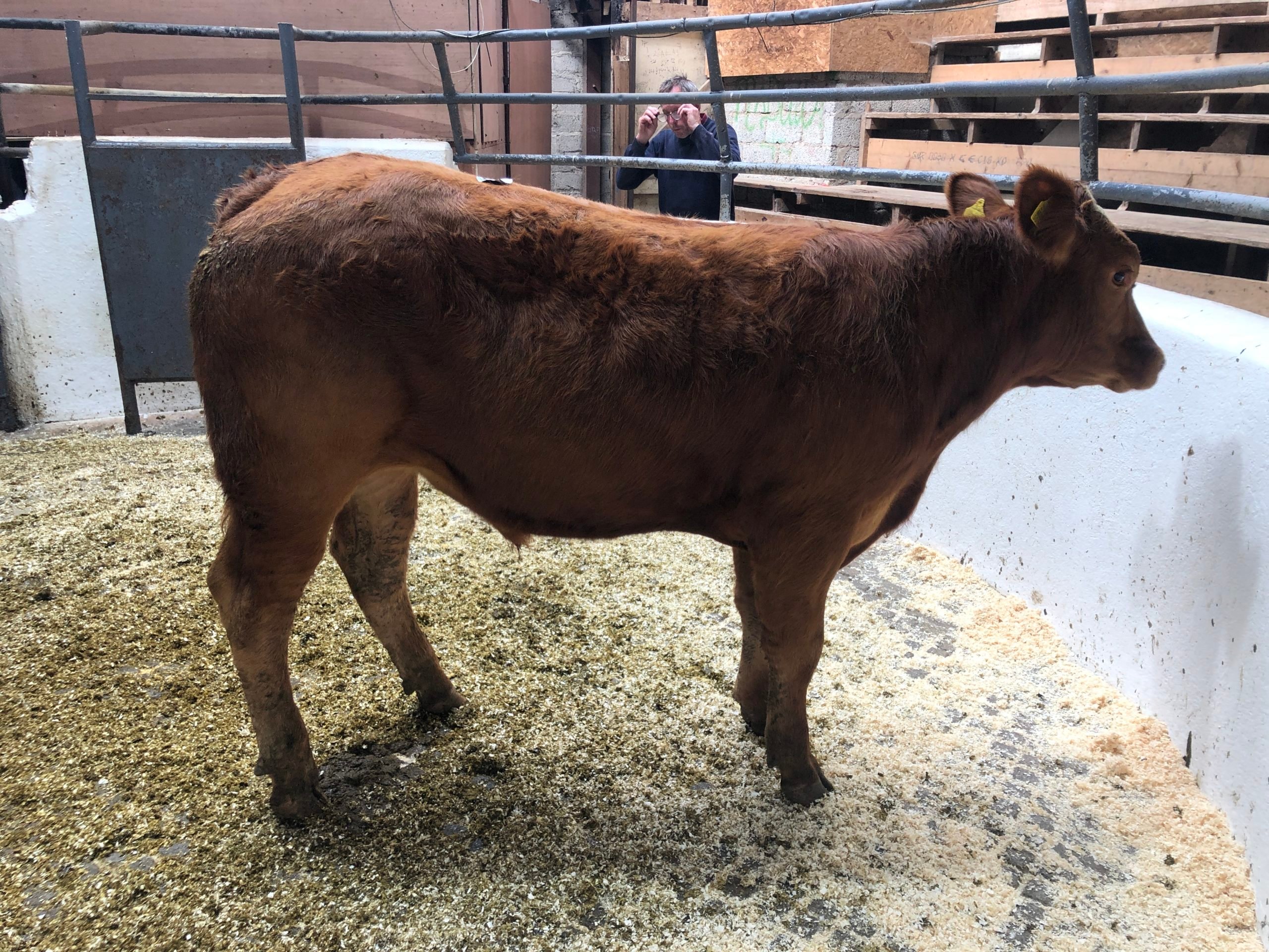 This 360kg Limousin-cross weanling sold for €1,150 or €3.19/kg