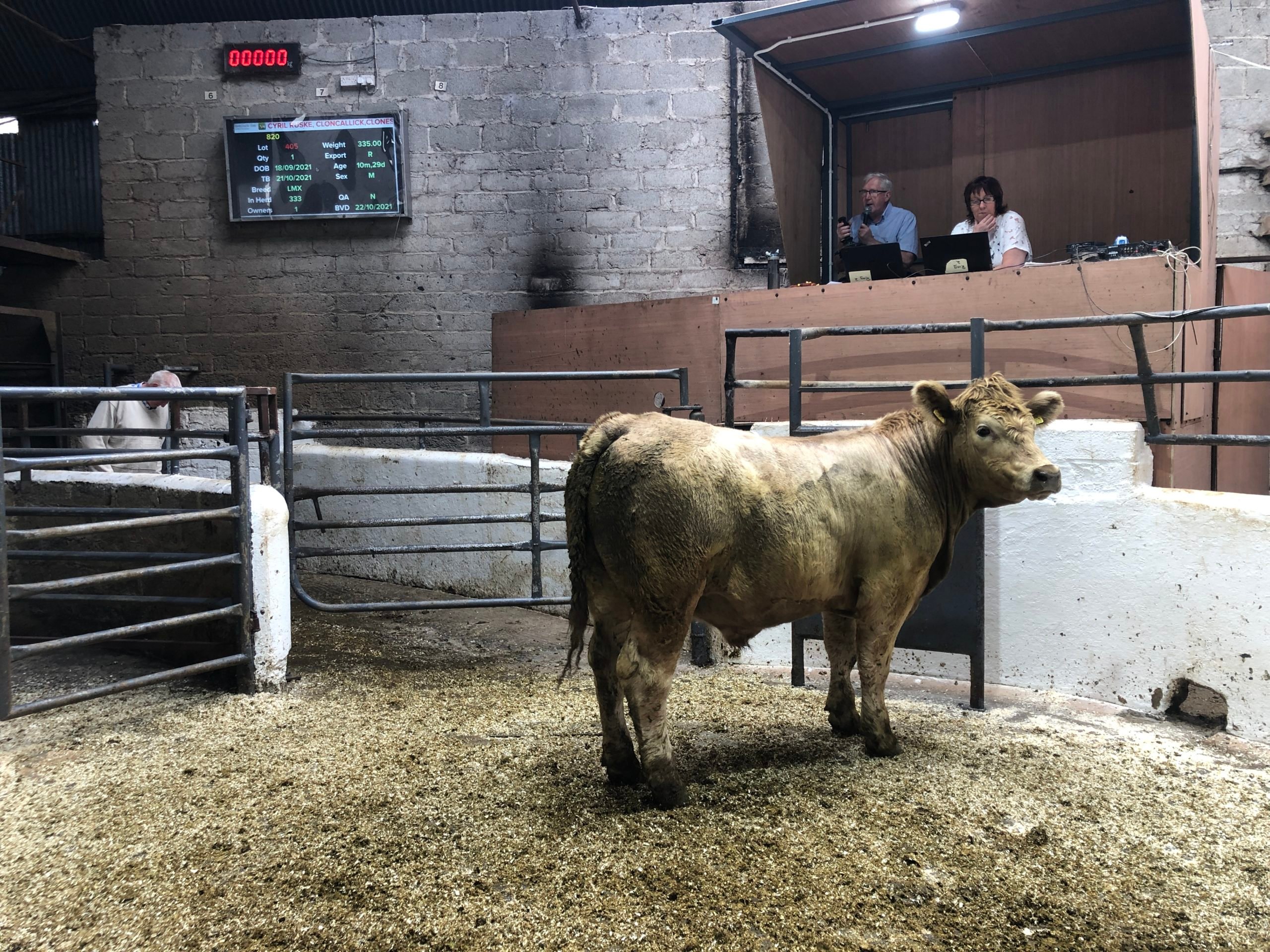 This 500kg Charolais-cross bullock sold for €1,300 or €2.60/kg