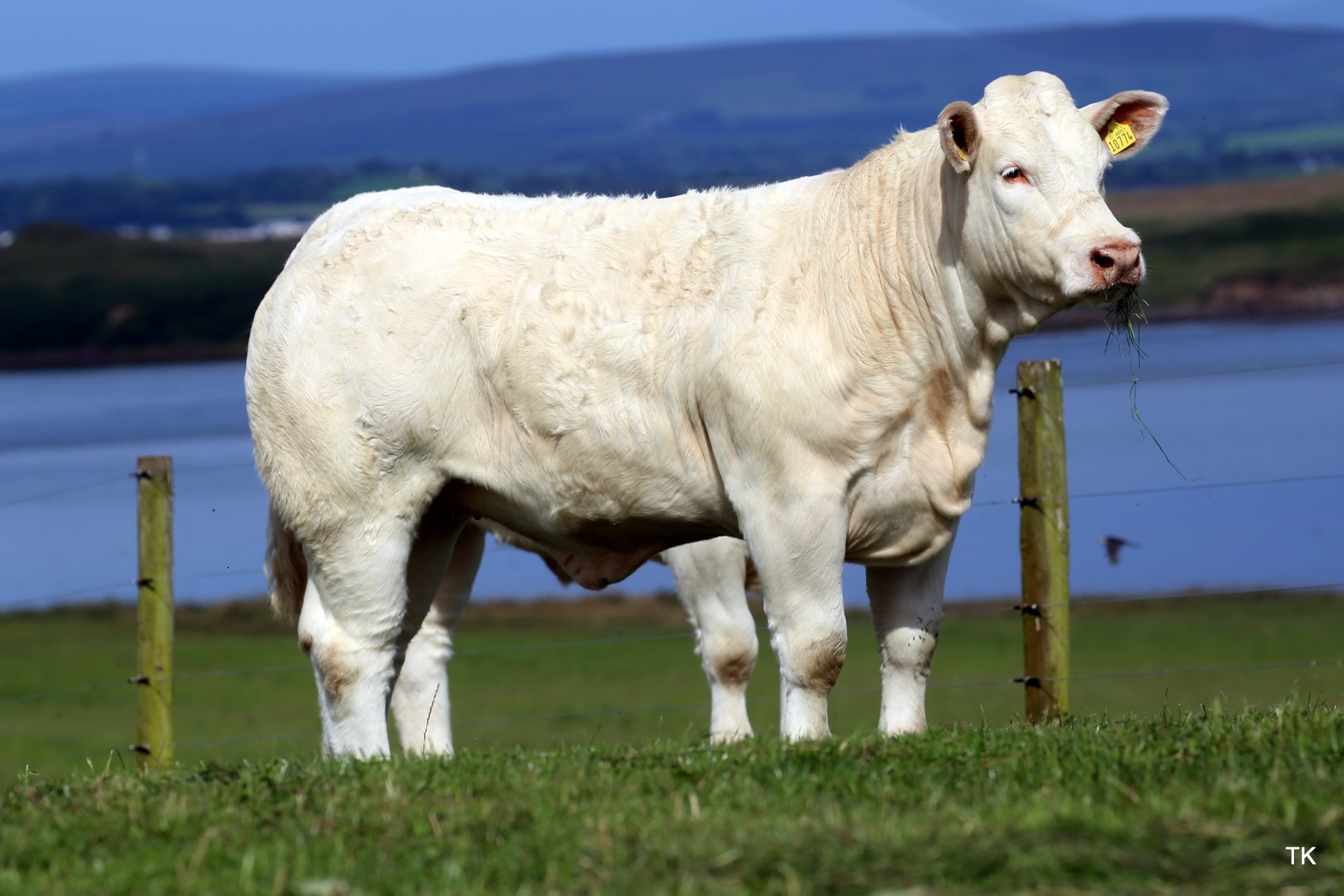 Lot 11: Bostonia Remarkable ET. Sired by Goldstar Echo. Image source: Tricia Kennedy