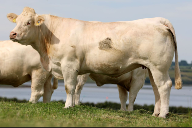 Lot 3: Bostonia Prettylady. In calf to OceanS3628 sold for €6,000