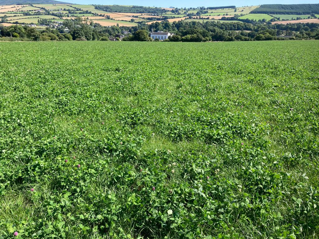 Clover sward on the farm