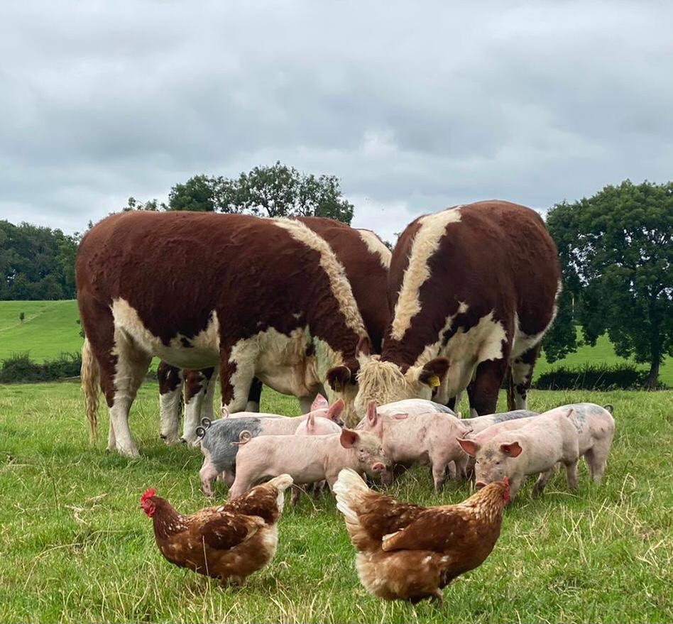 Pecking Order, by Tamara Kenny, one of the shortlisted entries that featured in the 2022 Hereford Calendar
