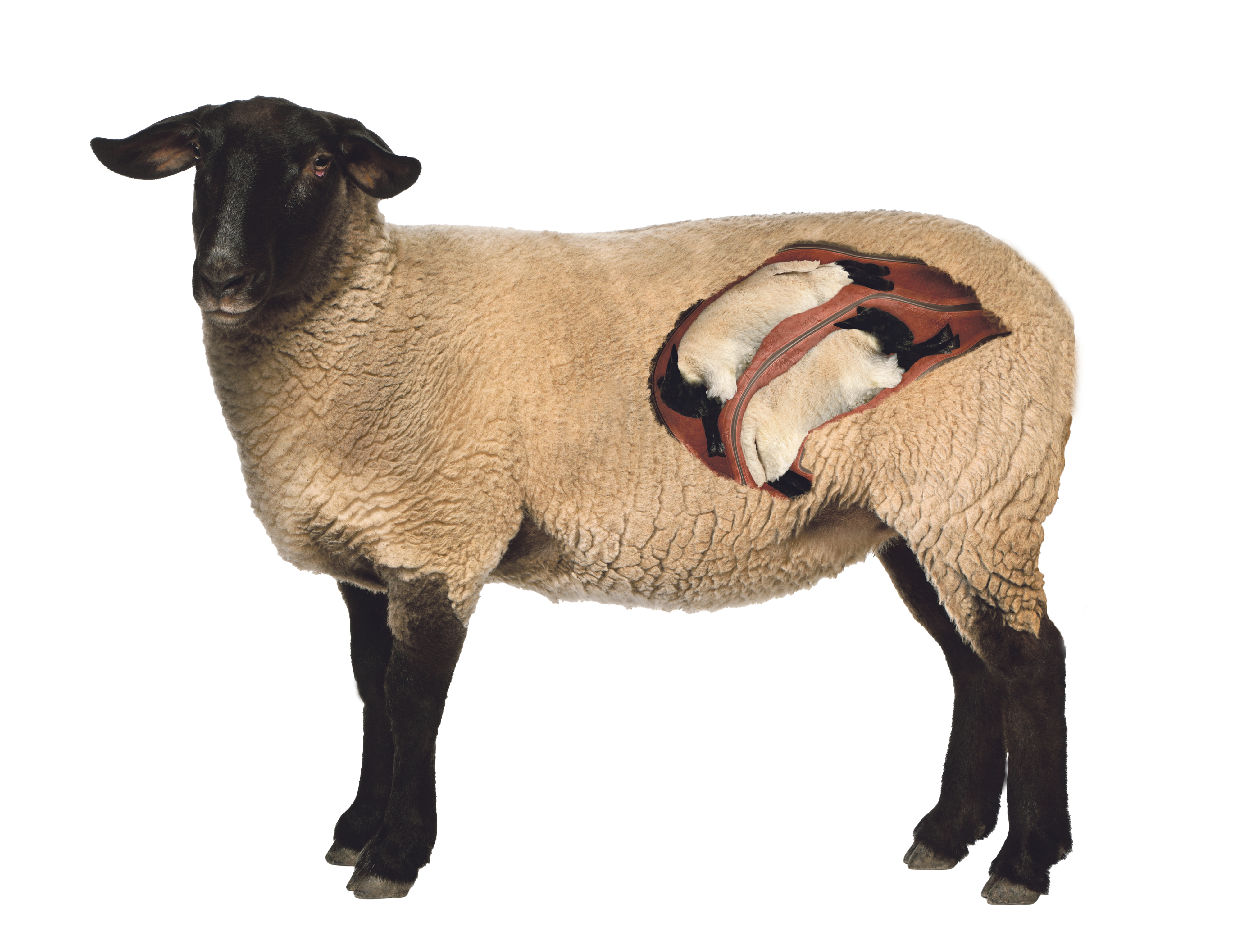 Pregnant sheep