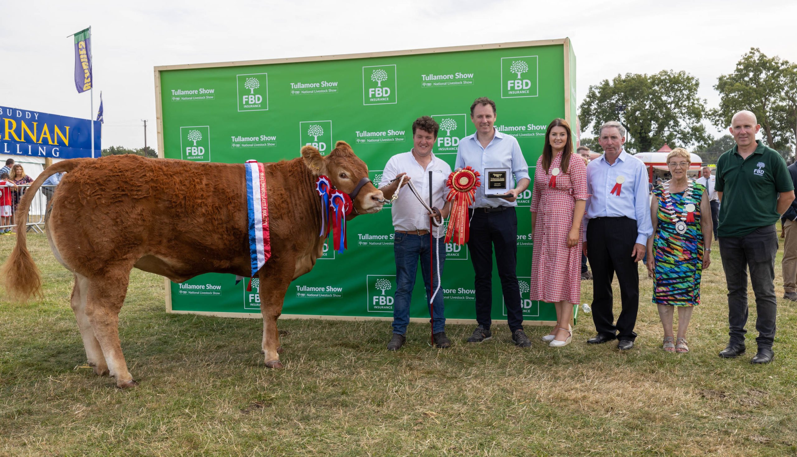 The Champion Limousin owned by Kelly Stephenson from Wicklow and shown by PJ McGrath. Image source: Alf Harvey