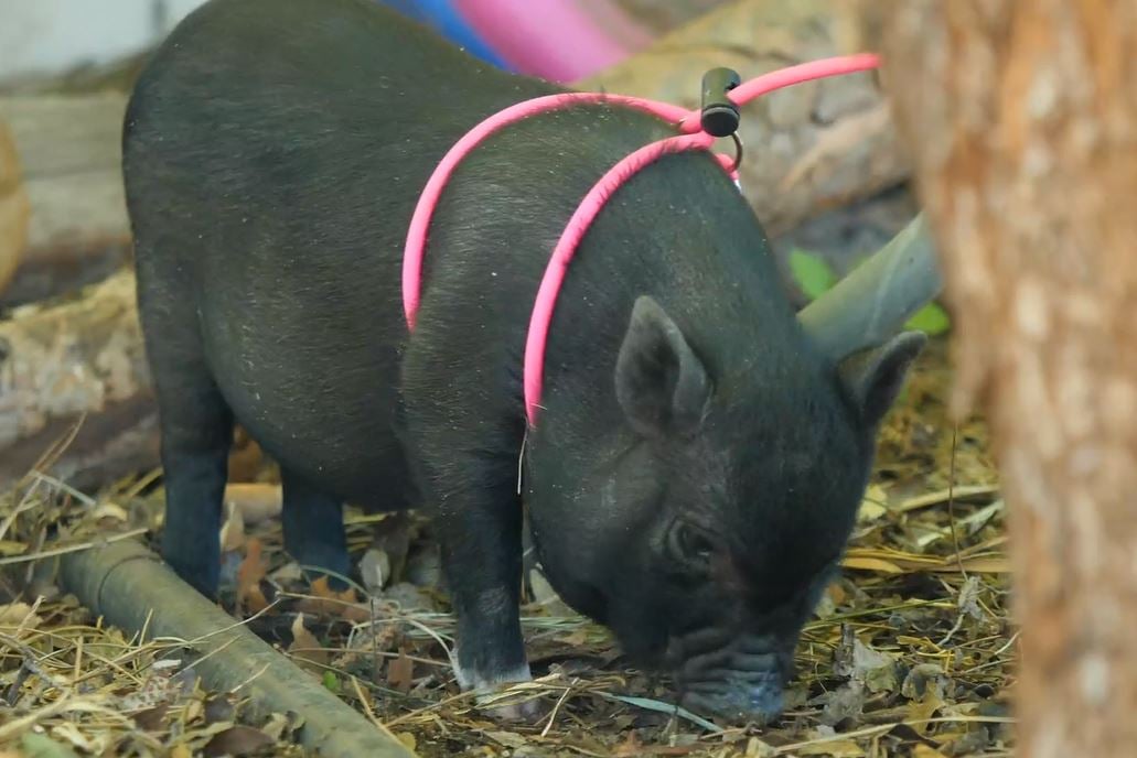 Violet the piglet. Source: Unchained TV