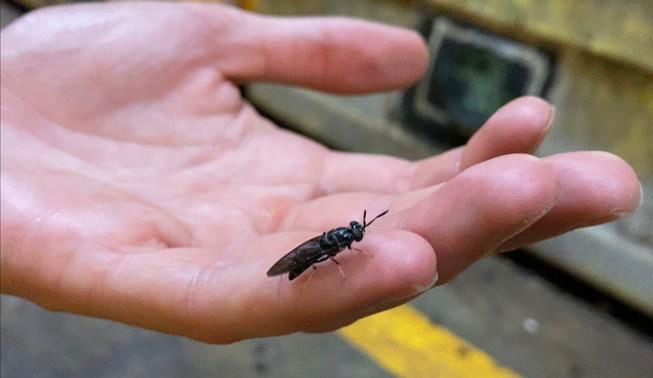 A mature black soldier fly at Hexafly's plant near Slane, Co. Meath. Photo: Agriland