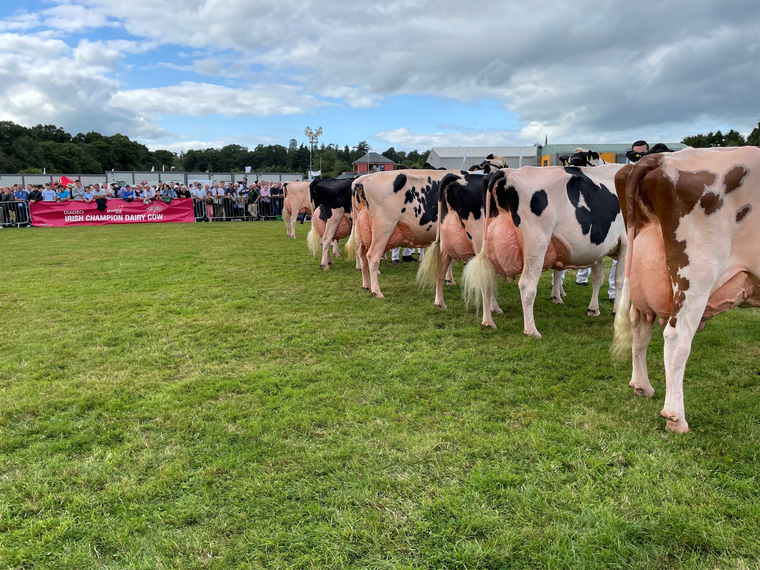 Baileys cow competition candidates at Virginia Show 2022