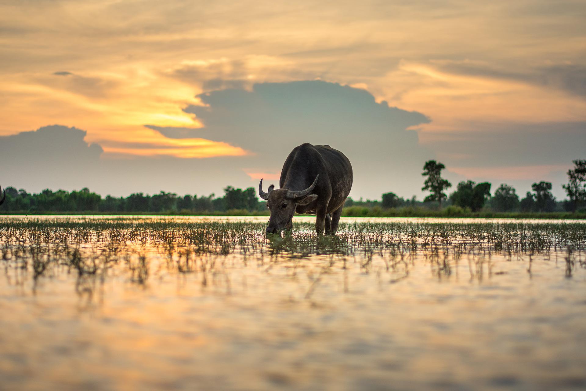 Buffalo in Thailand