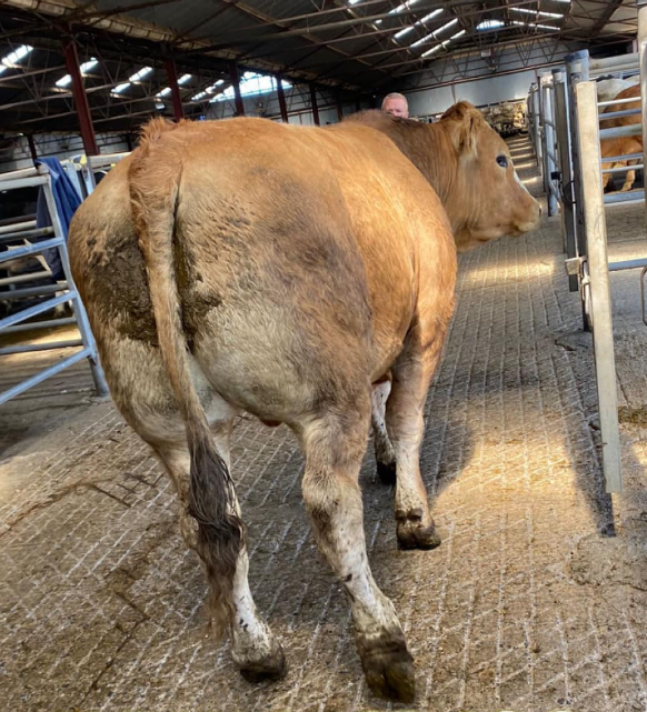 This 765kg bullock sold for €2,420 or €3.16/kg