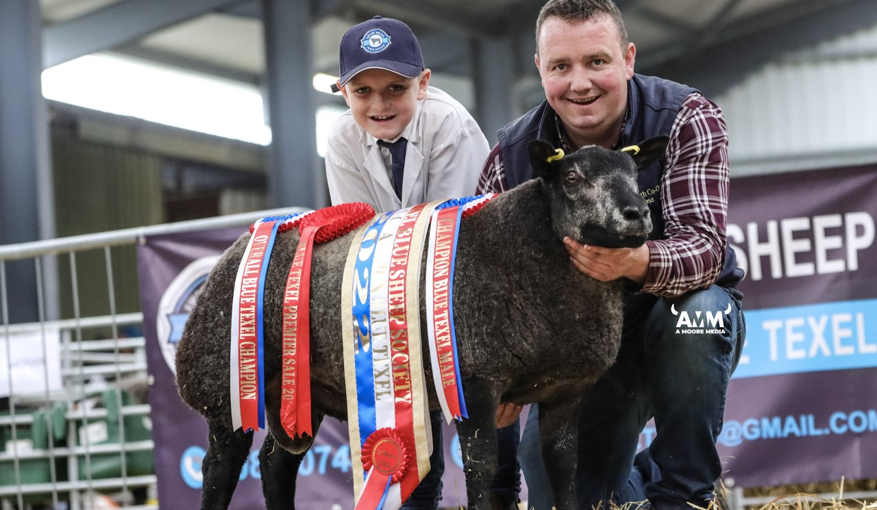 Overall champion Blue Texel Valleyview Grayson bred by Sandra and Clive Barnett Raphoe, Co. Donegal went on to sell for €2,600. Image source: A Moore Media