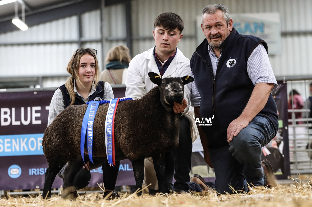 Reserve female champion Blue Texel from the Johnstown Flock property, of Francis and Jennifer Donohoe Mullingar, Co. Westmeath sold for €1,000 on the day. Image source: A Moore Media