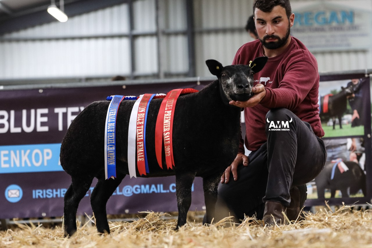 Female champion and reserve overall champion from the Diamond Flock of Nigel and Patrick Hogan Co. Carlow, who sold for €1,000. Image source: A Moore Media