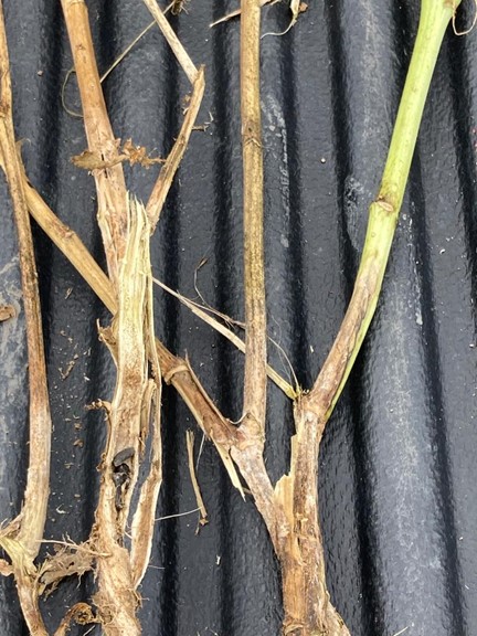 Sclerotinia in oilseed rape
