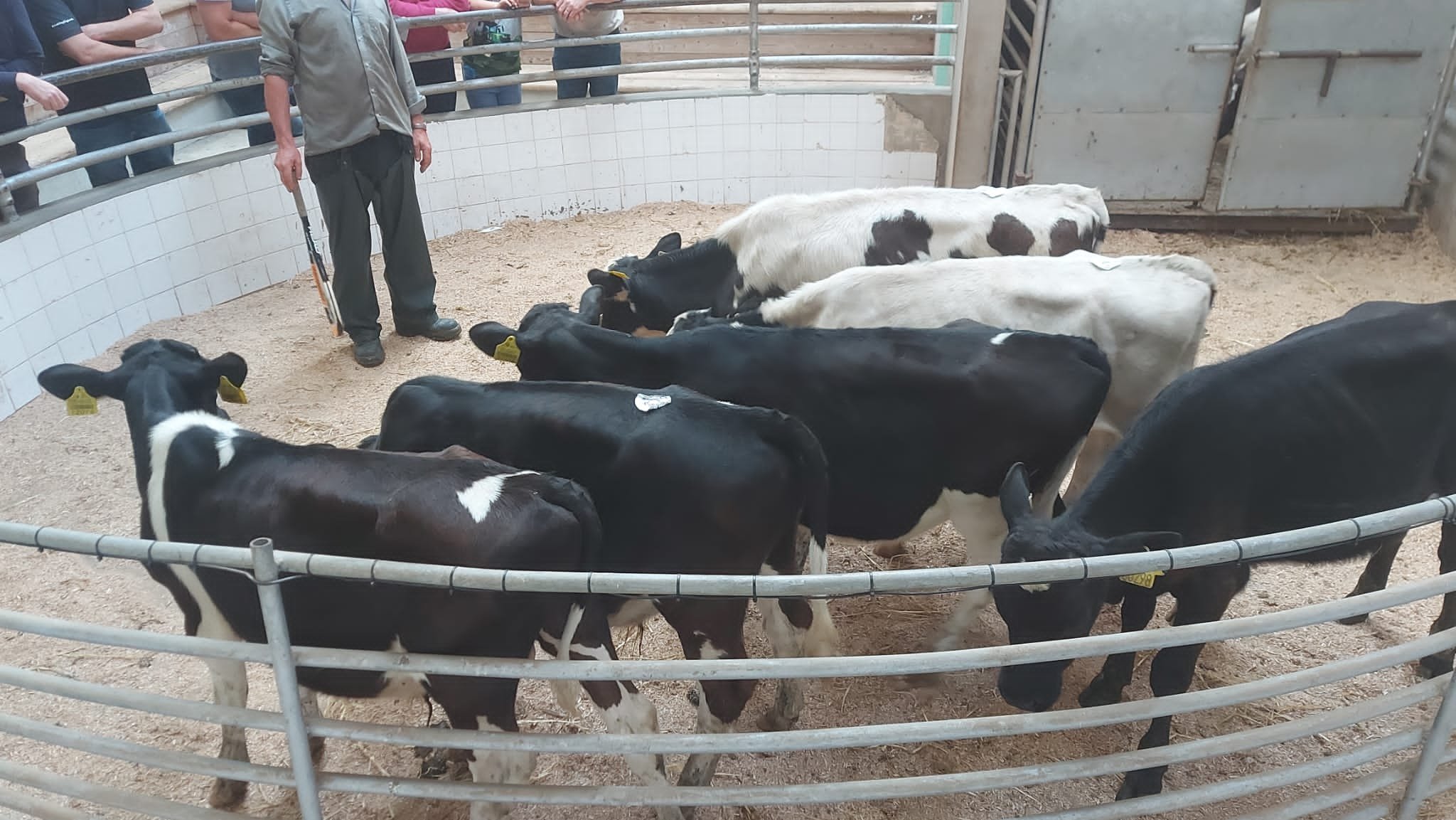 These six reared Friesian calves made €210