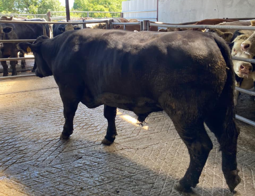 This 885kg bullock sold for €2,710 or €3.06/kg
