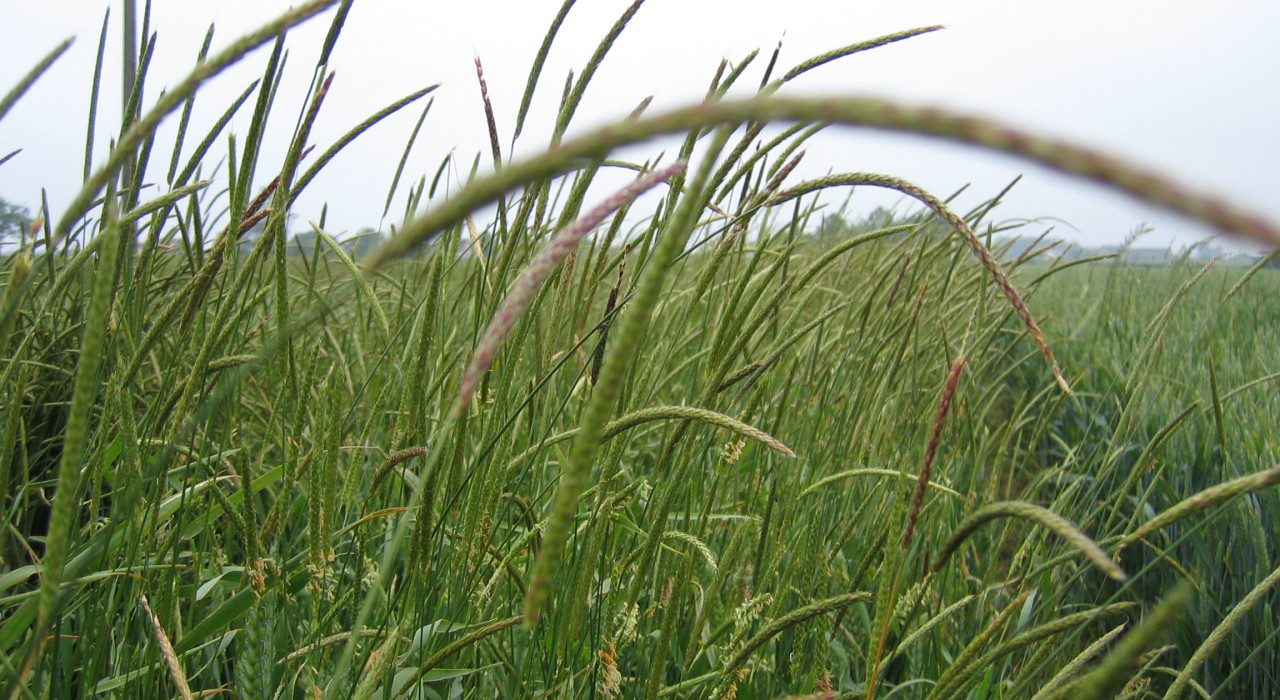 Blackgrass