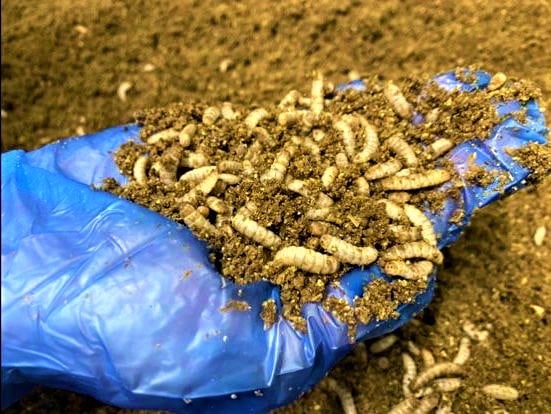 Black soldier fly larvae and frass at the Hexafly plant in Co. Meath. Photo: Agriland