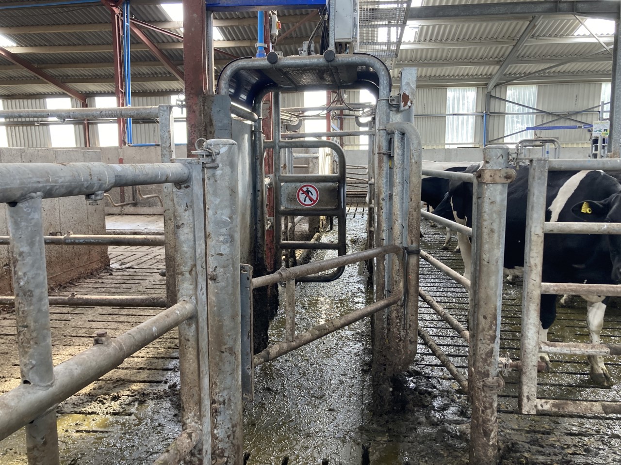 Cows are diverted into the robot here if they have milking permission and if not are sent back out to grass