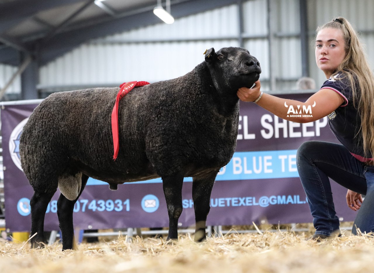Shearling ram first-prize winner from the Cracking flock of Declan McCaffrey sold for €920. Image source: A Moore Media