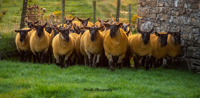 Image source: Glenalla Photography