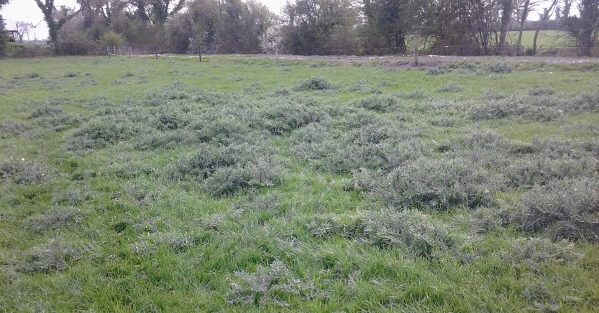 Buck thistles are a bi-annual plant, meaning they grow as a rosette in the first year and then upright the following year and produces a seedhead