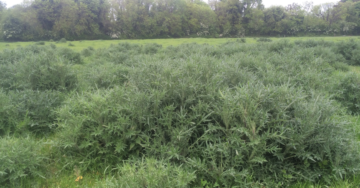 Thistle-infected swards that were recently cut for hay should now be at the right stage for effective treatment with Thistlex