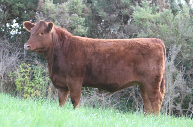 Lot 29: DULAGUE RED BEAUTY X314