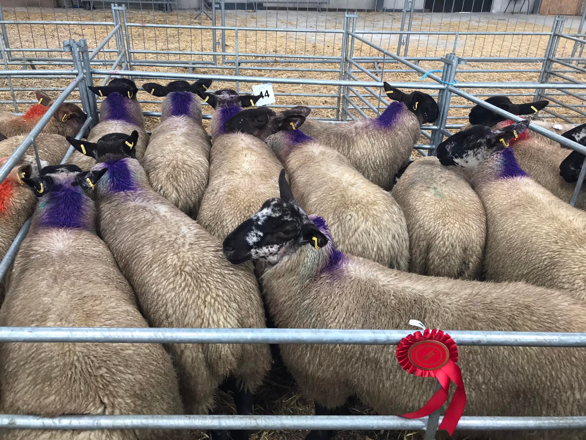 First-prize lambs picked out from the Sufftex and Suffolk lambs bred by Paul Rooney