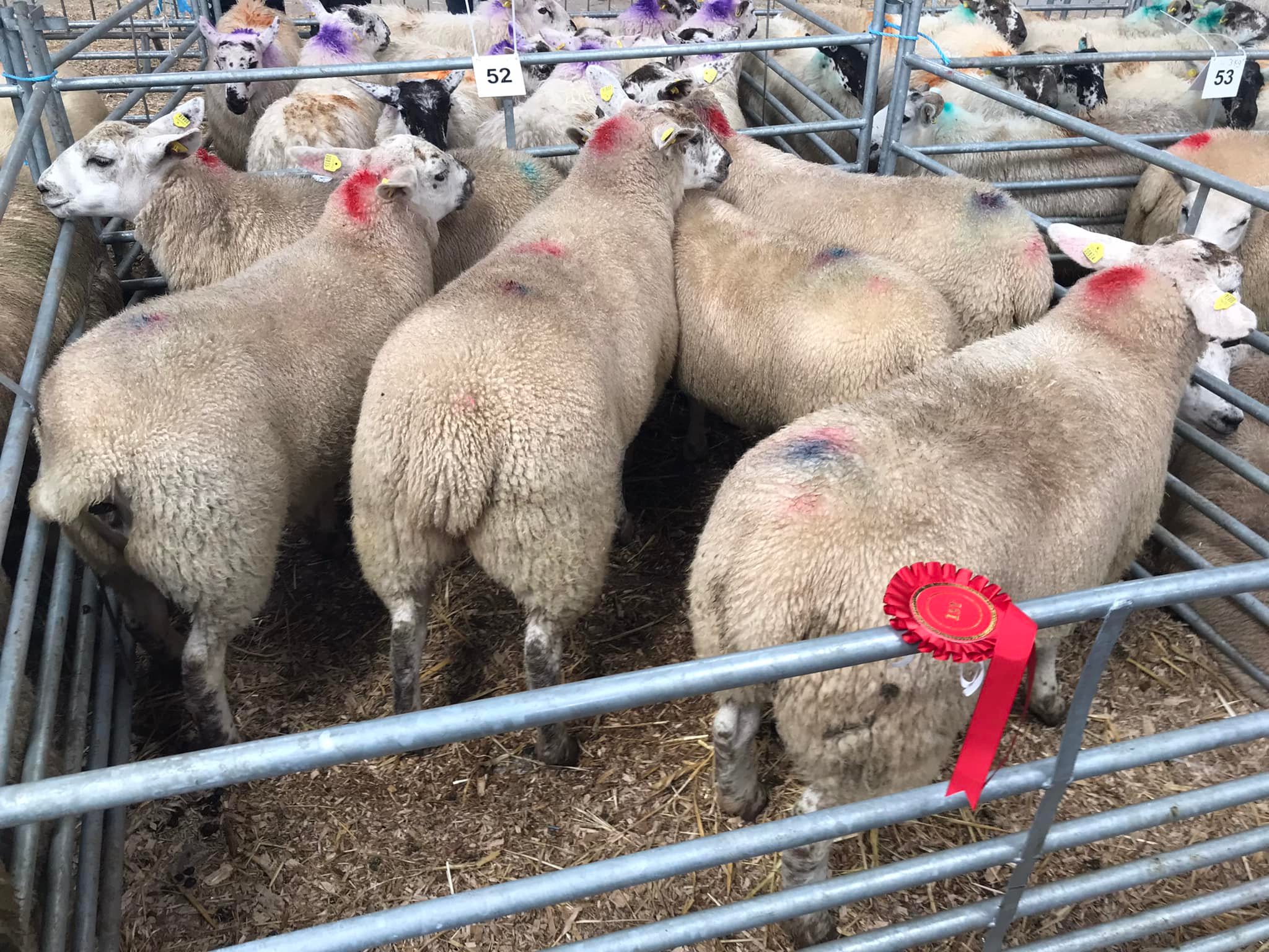 First-prize Texels bred by John Joe and Patrick Byrne