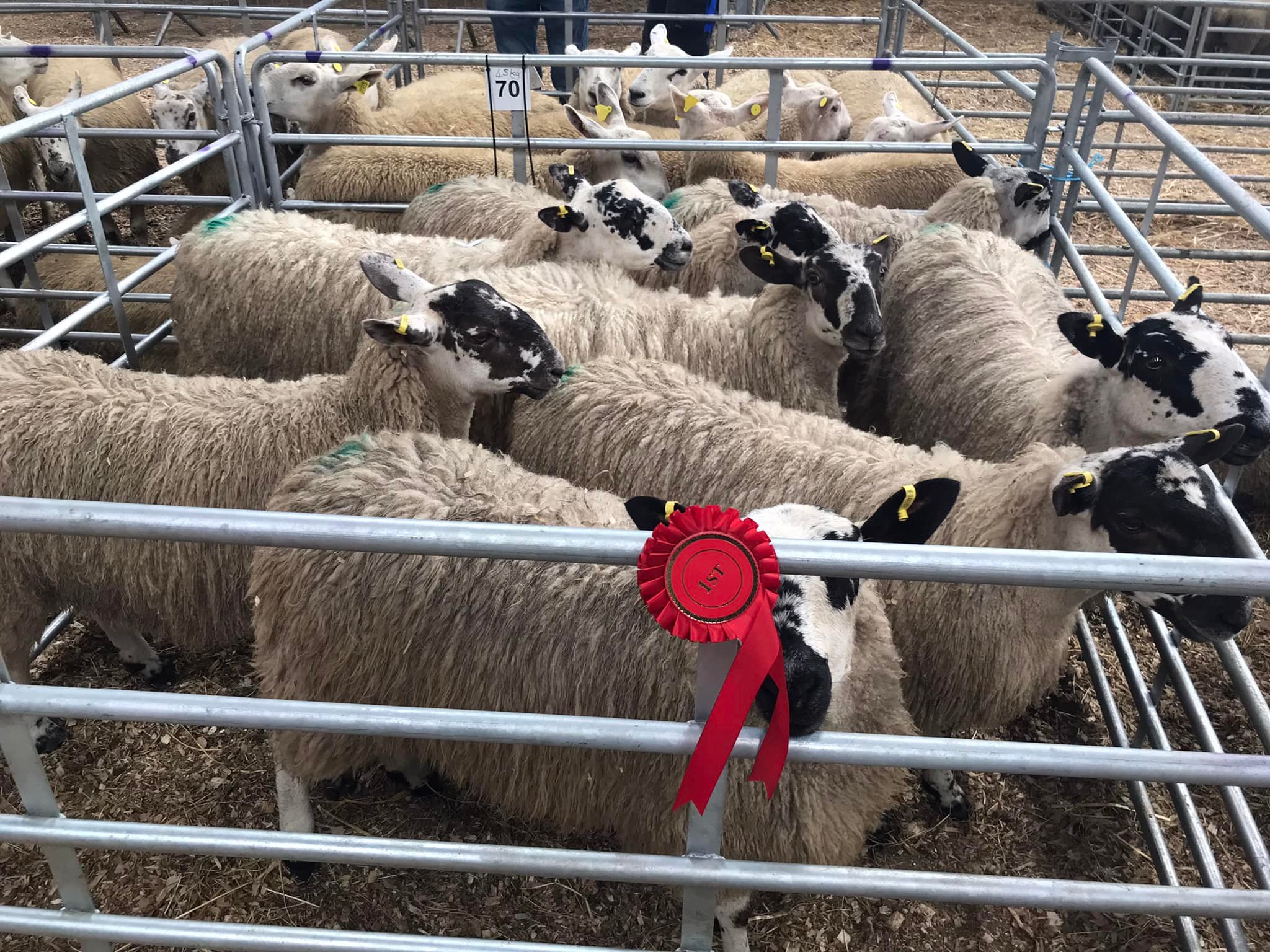 First-prize mule lambs bred by Sean Connolly