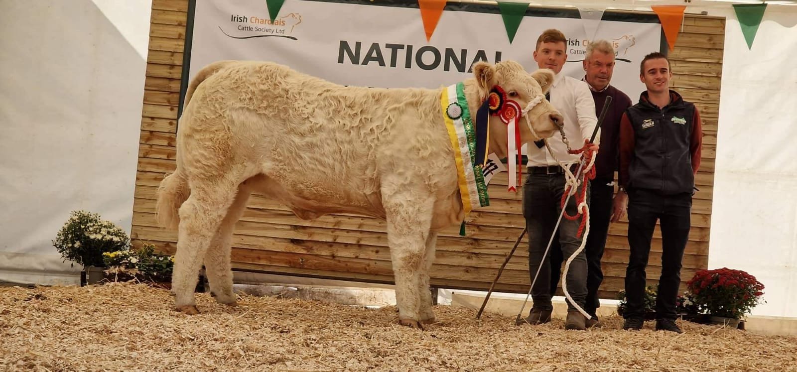 Senior Female Champion: Chanonstown Such a Cutie. Sire: Ocelot. Image source: Chanonstown Charolais
