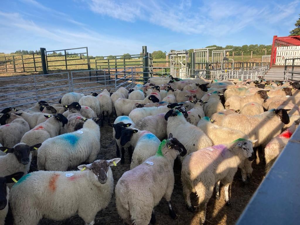 Lambs arriving on the ABP Demo Farm