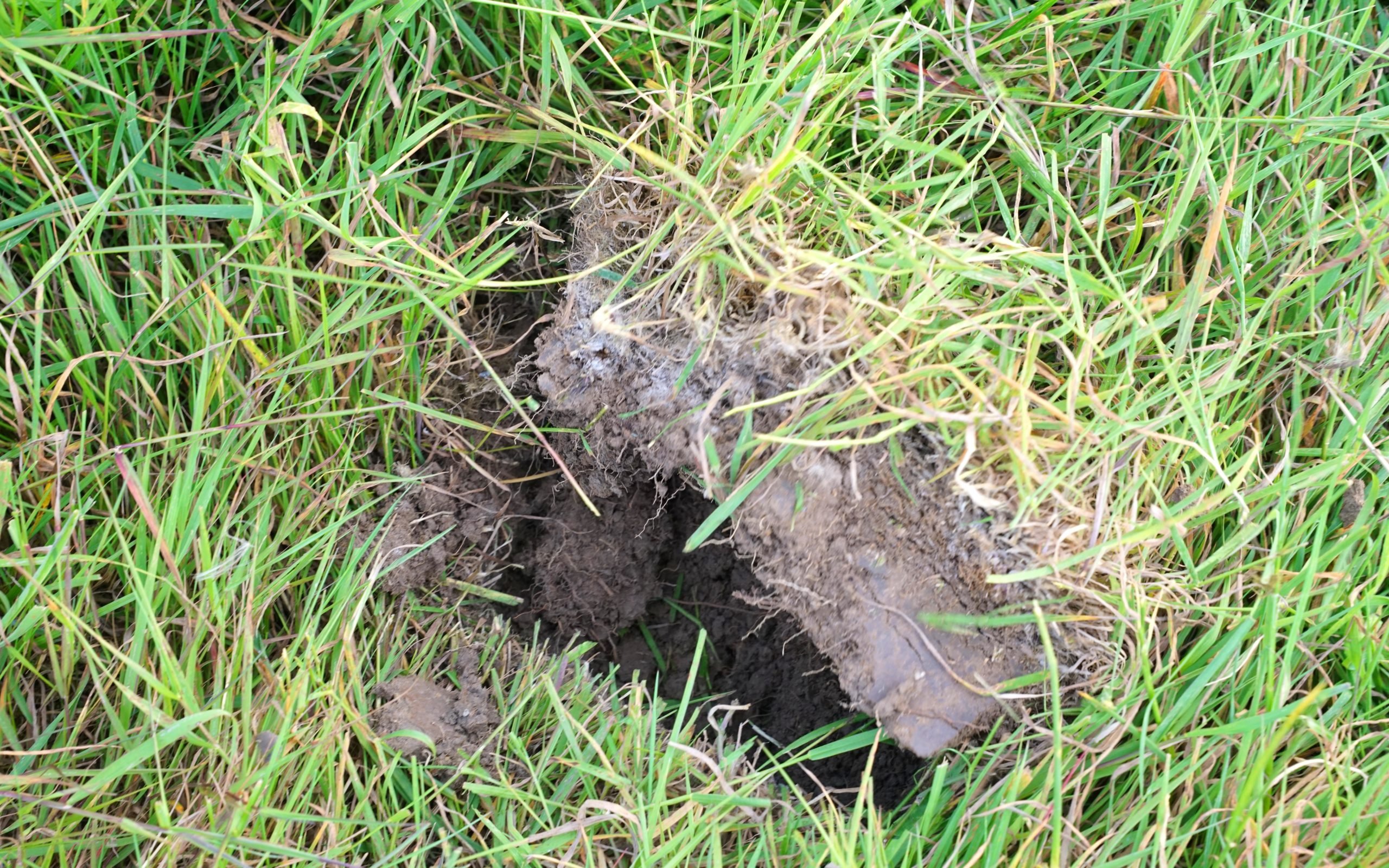 When the sod is lifted to show the effect on the soil, fracturing is visible to at least the depth of the blade's penetration