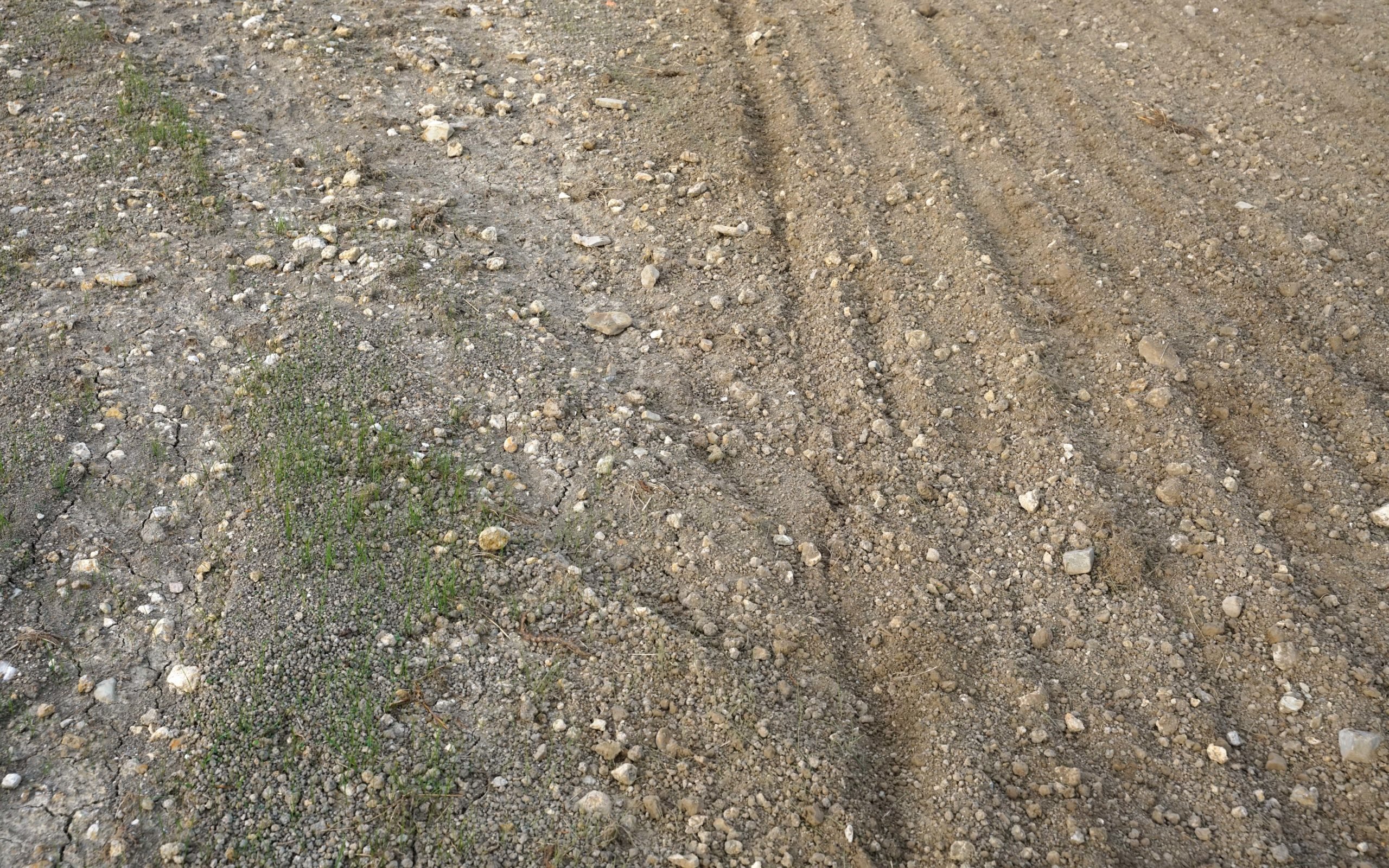 The Auctus neatly replaces the storm damaged reseed