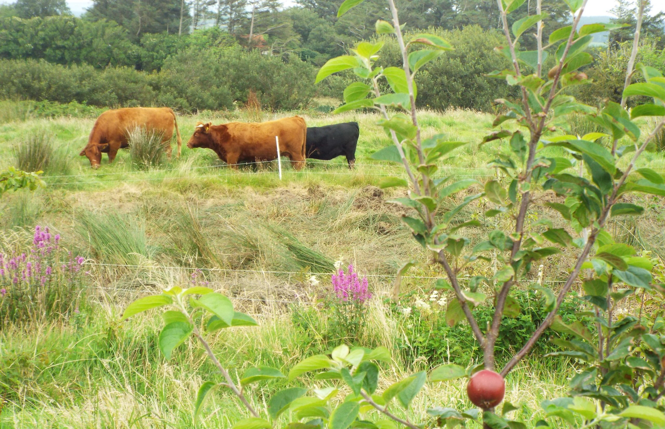 Moyhill Community Farm. Image source: FFN