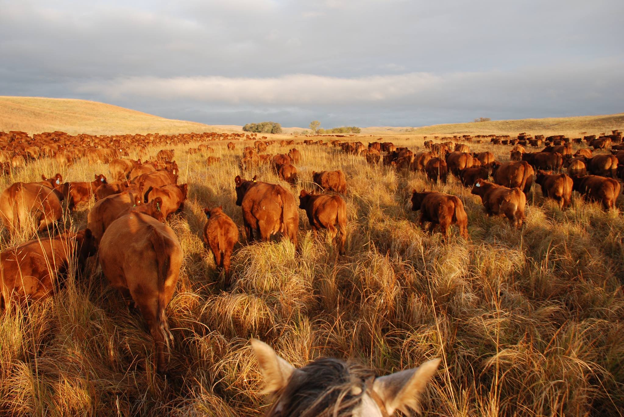 The Wilson ranch. Image source: The Wilson Flying Diamond Ranch website