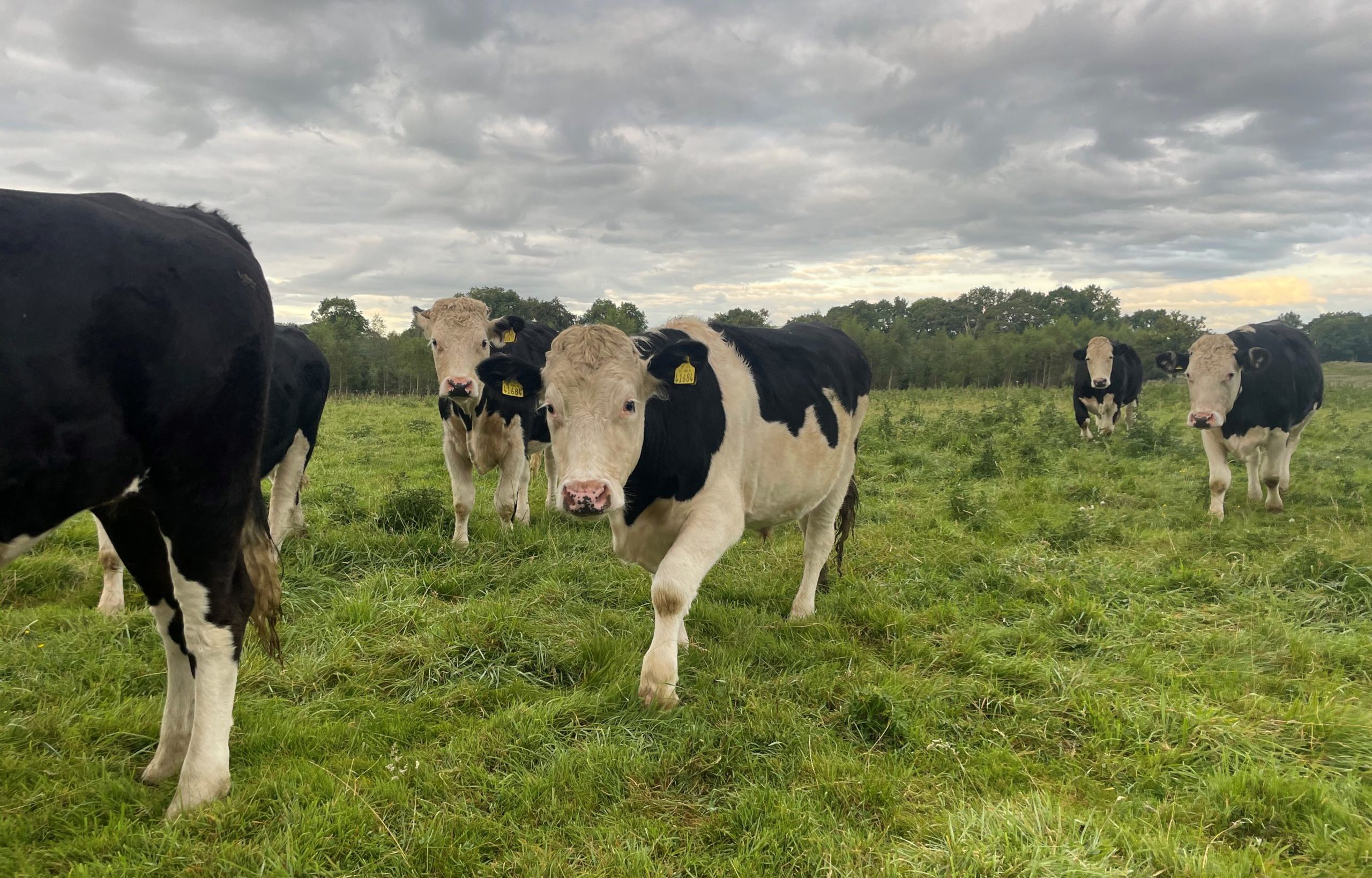 Michael's cattle on the beef farm in Co. Longford. Image source: Michael Delaney