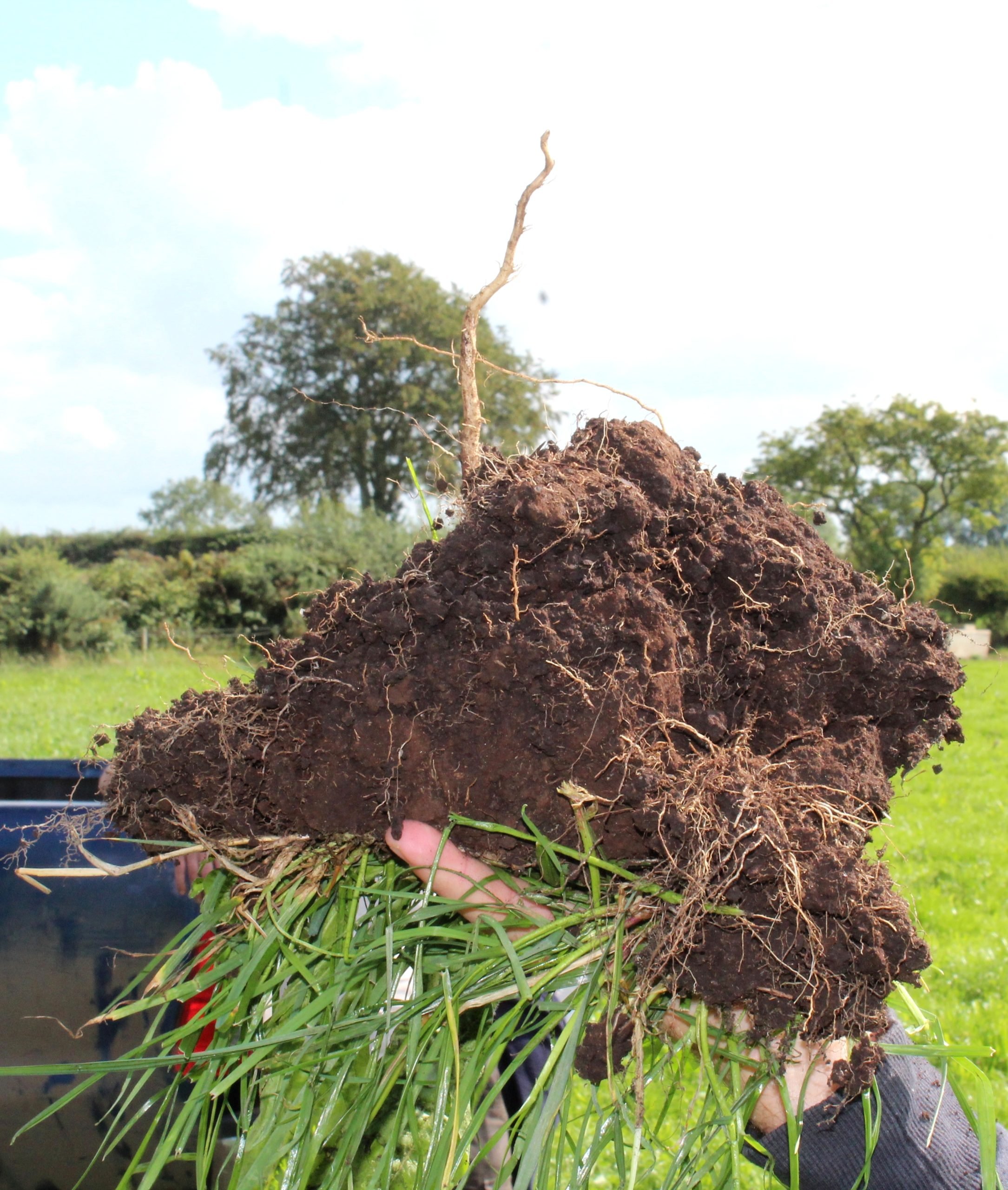 A soil core, demonstrating the impact of a multi-species sward on soil structure. It was dug during the open day hosted by ARCZero dairy farmer Hugh Harbison. It specifically highlights the impact made by the tap root of chicory plants