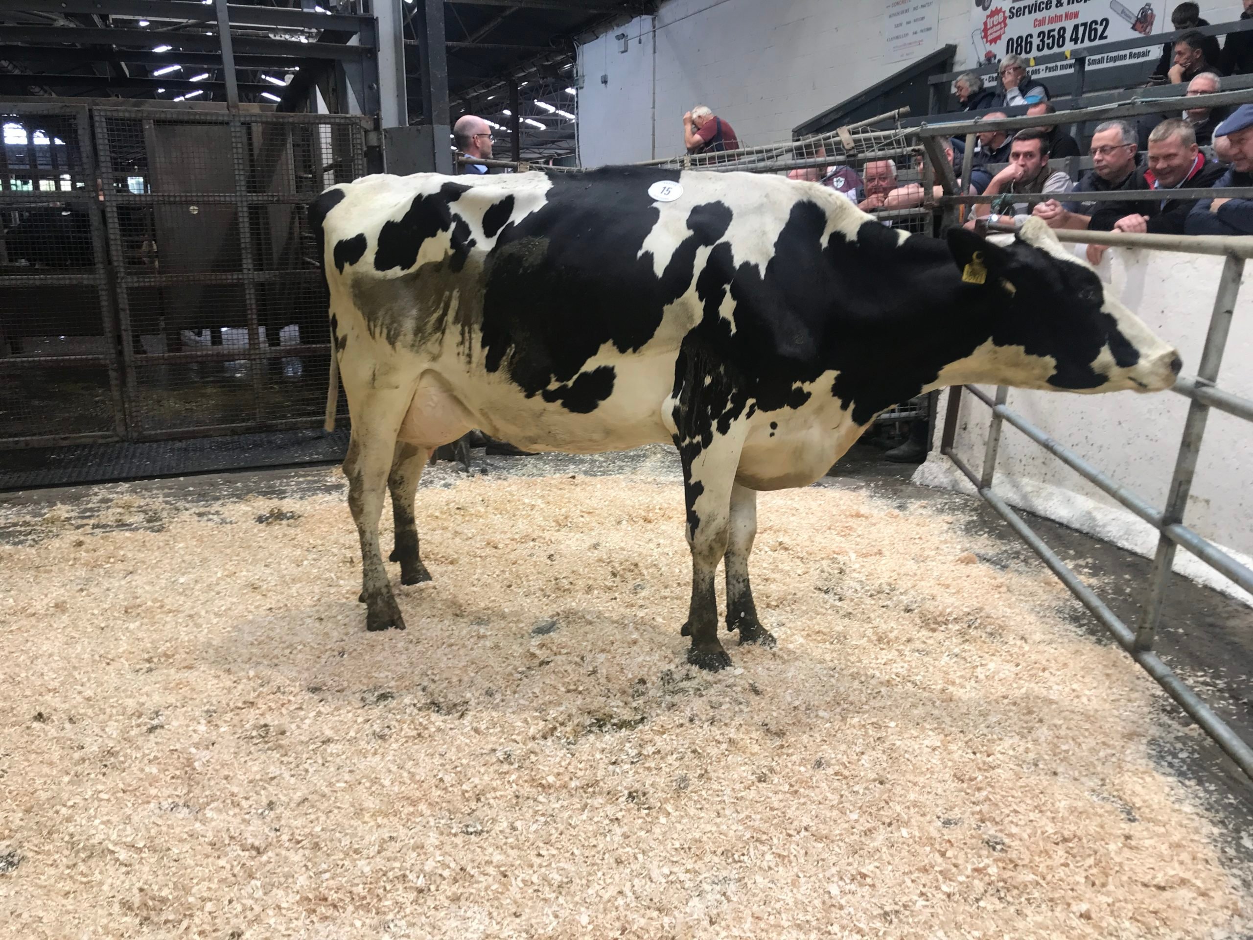 Lot 15: Cannontown Titan-Sandra, she sold for 3,700gns
