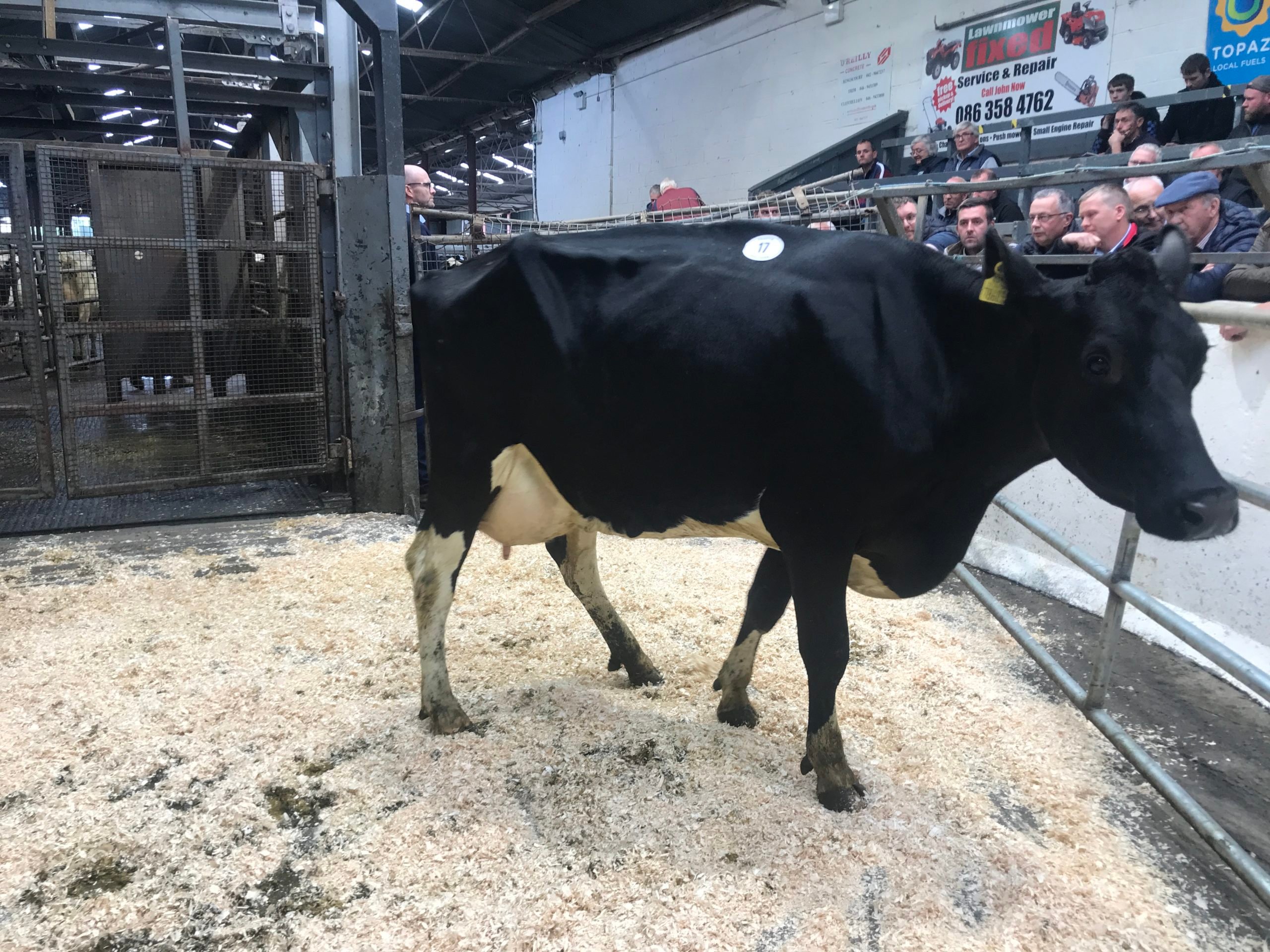 Lot 17: Cannontown Mayday Bellbrook, sold for 3,800gns