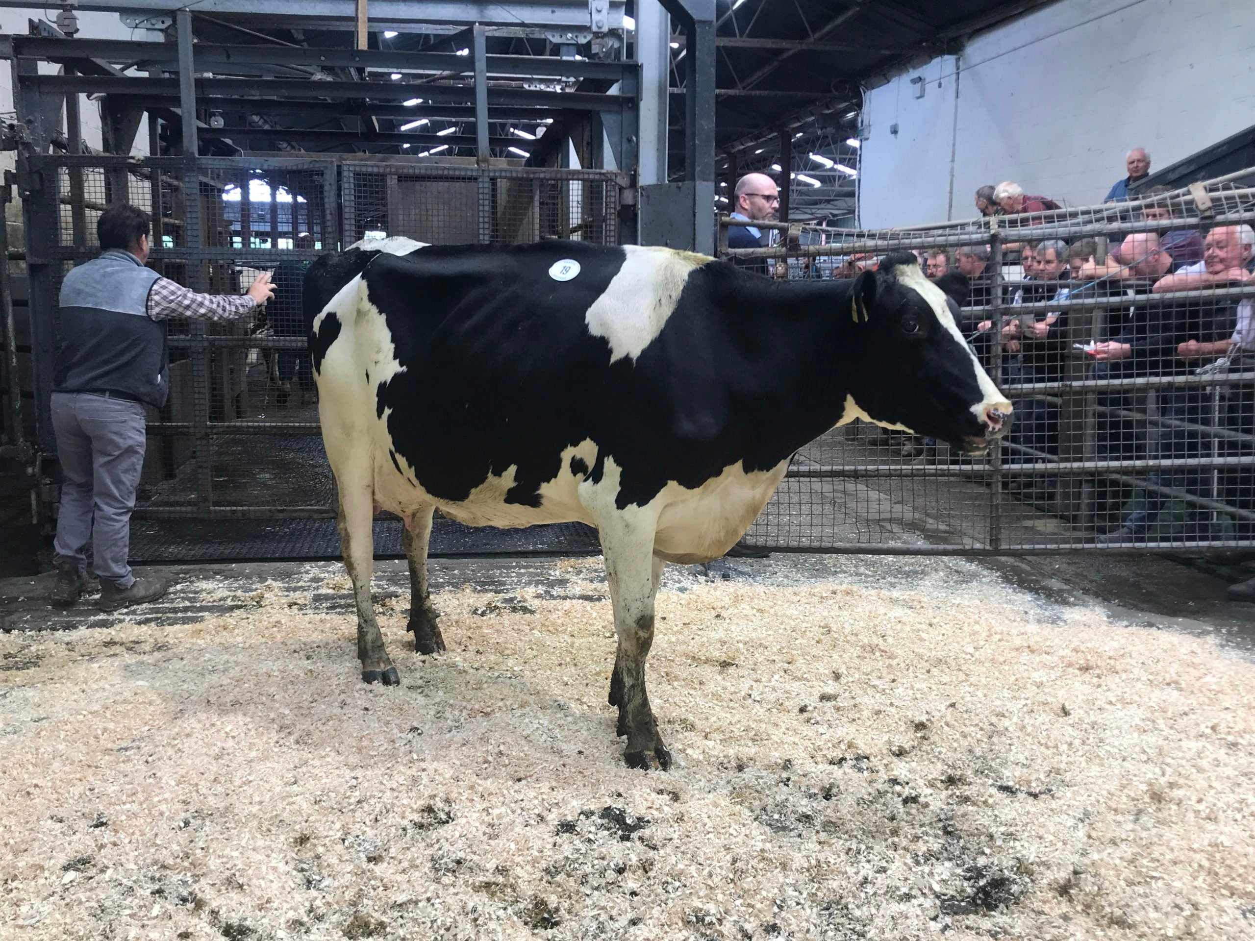 Lot 19: Cannontown Samuri Dellia, sold for 3,600gns