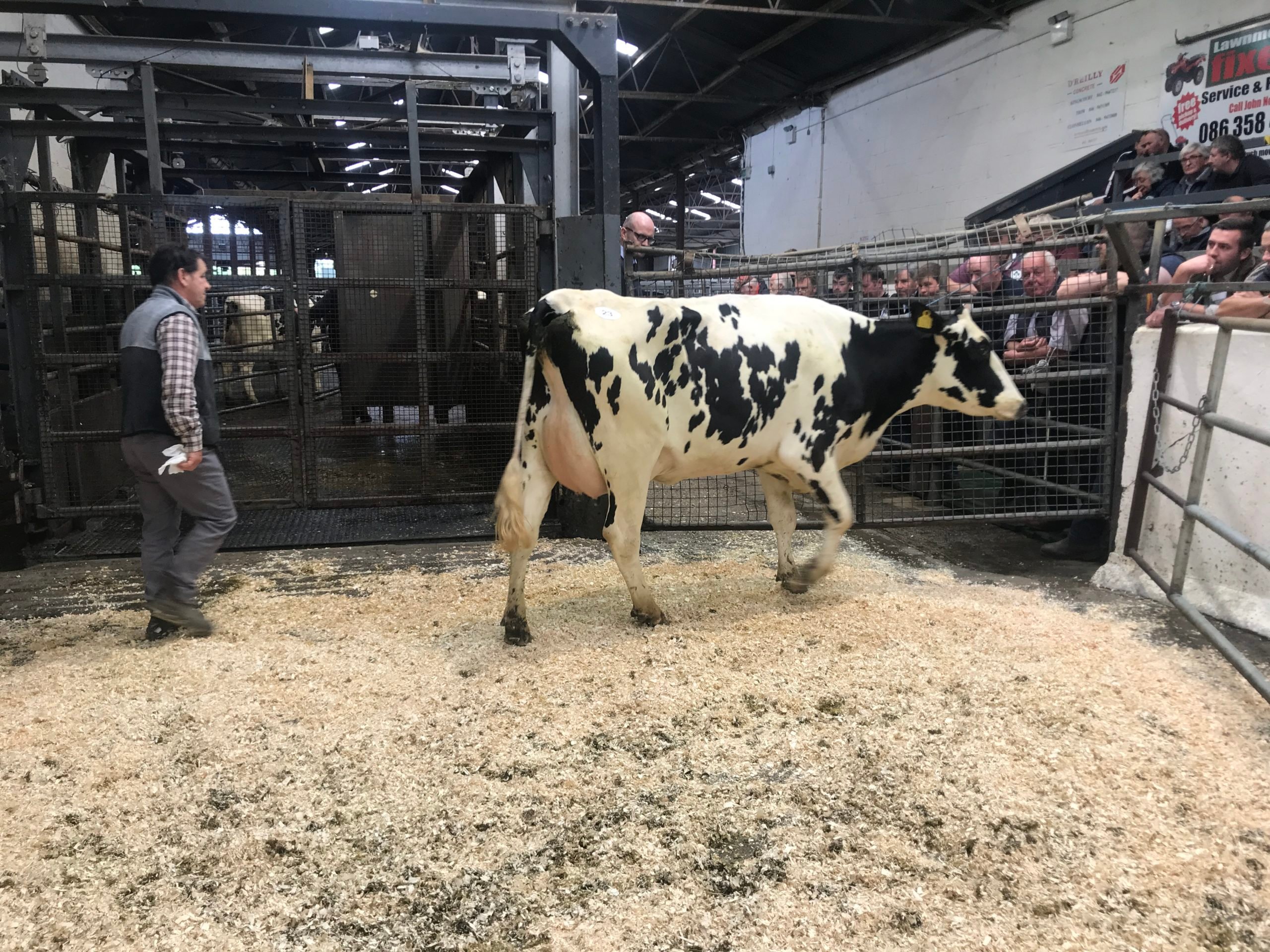 Lot 23: Ballyclan Praser Expert 3431, sold for 3,250gns