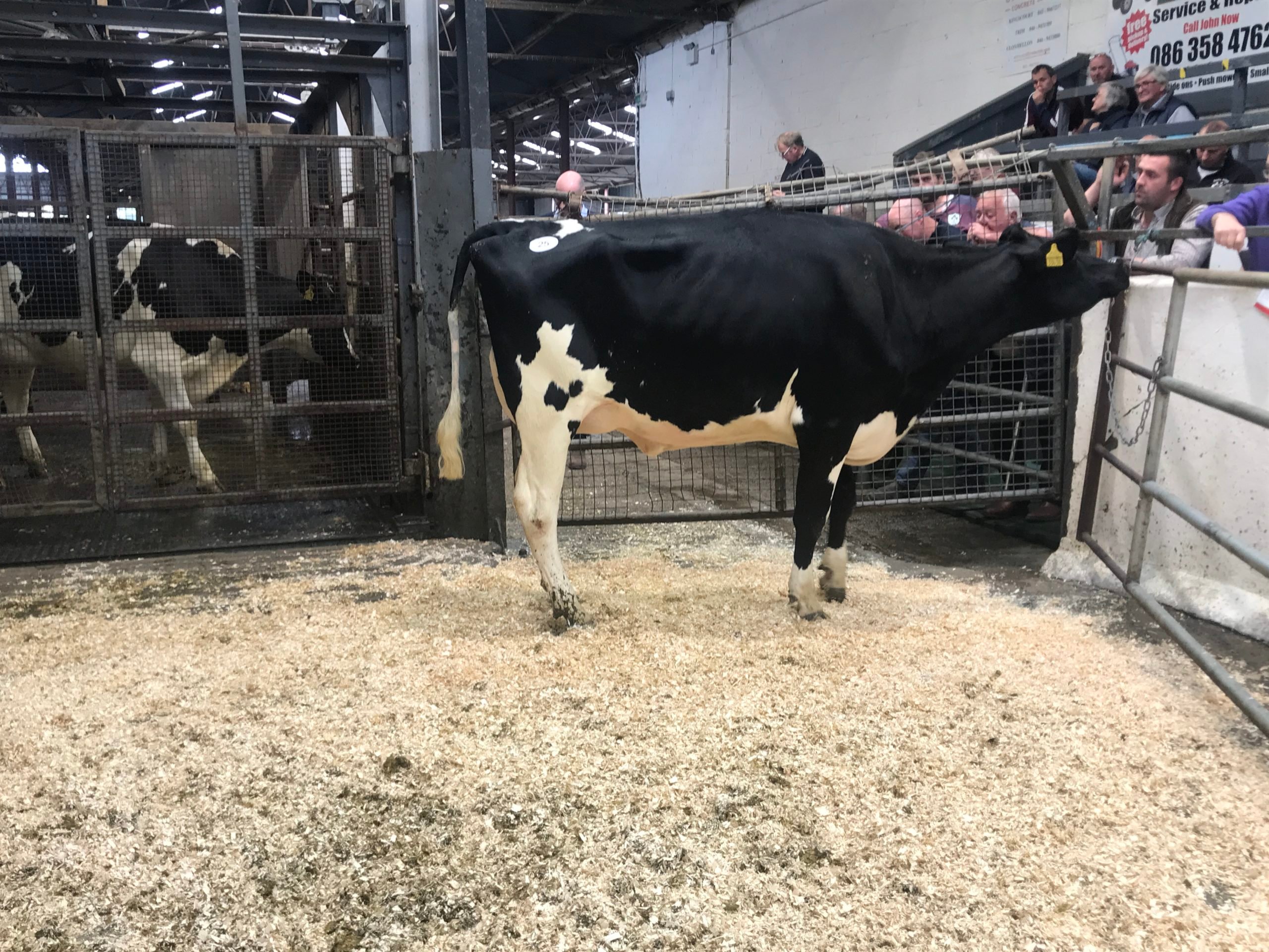 Lot 25: Ballyclan Doorman Lustre 3430 sold for 4,250gns