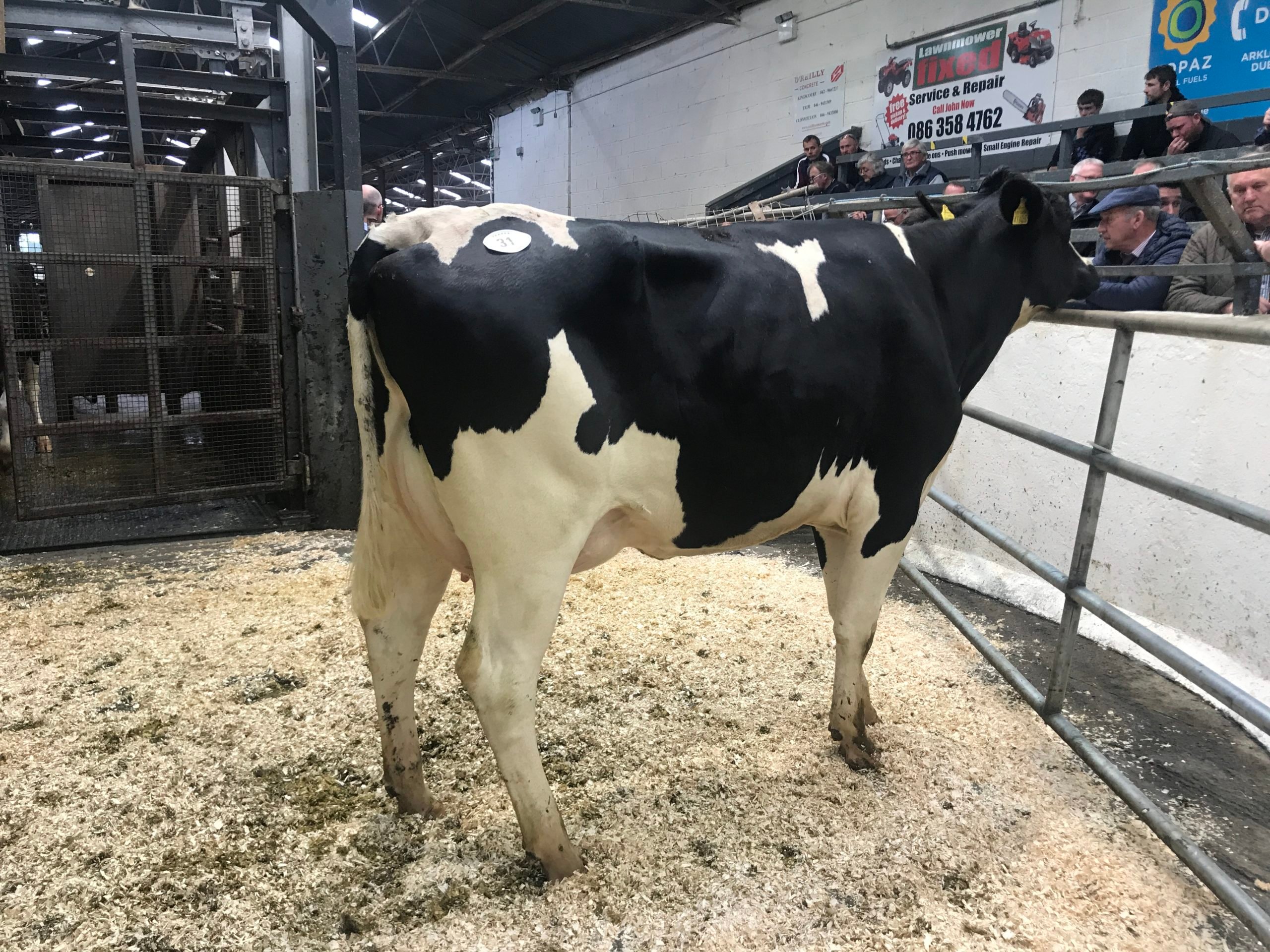 Lot 31: Borkilbeg Fran 9, sold  for 3,850gns