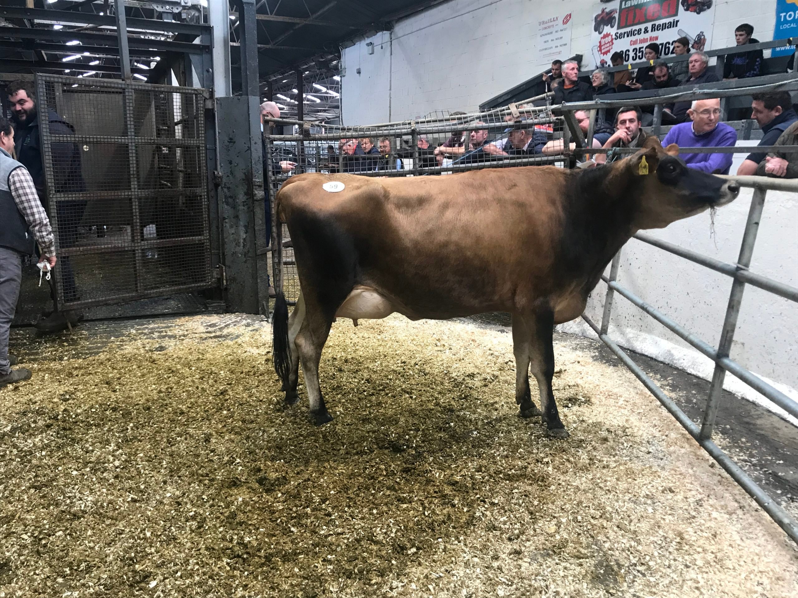 Lot 59: Ballyealan Disco Louise 3428, sold for 2,900gns.