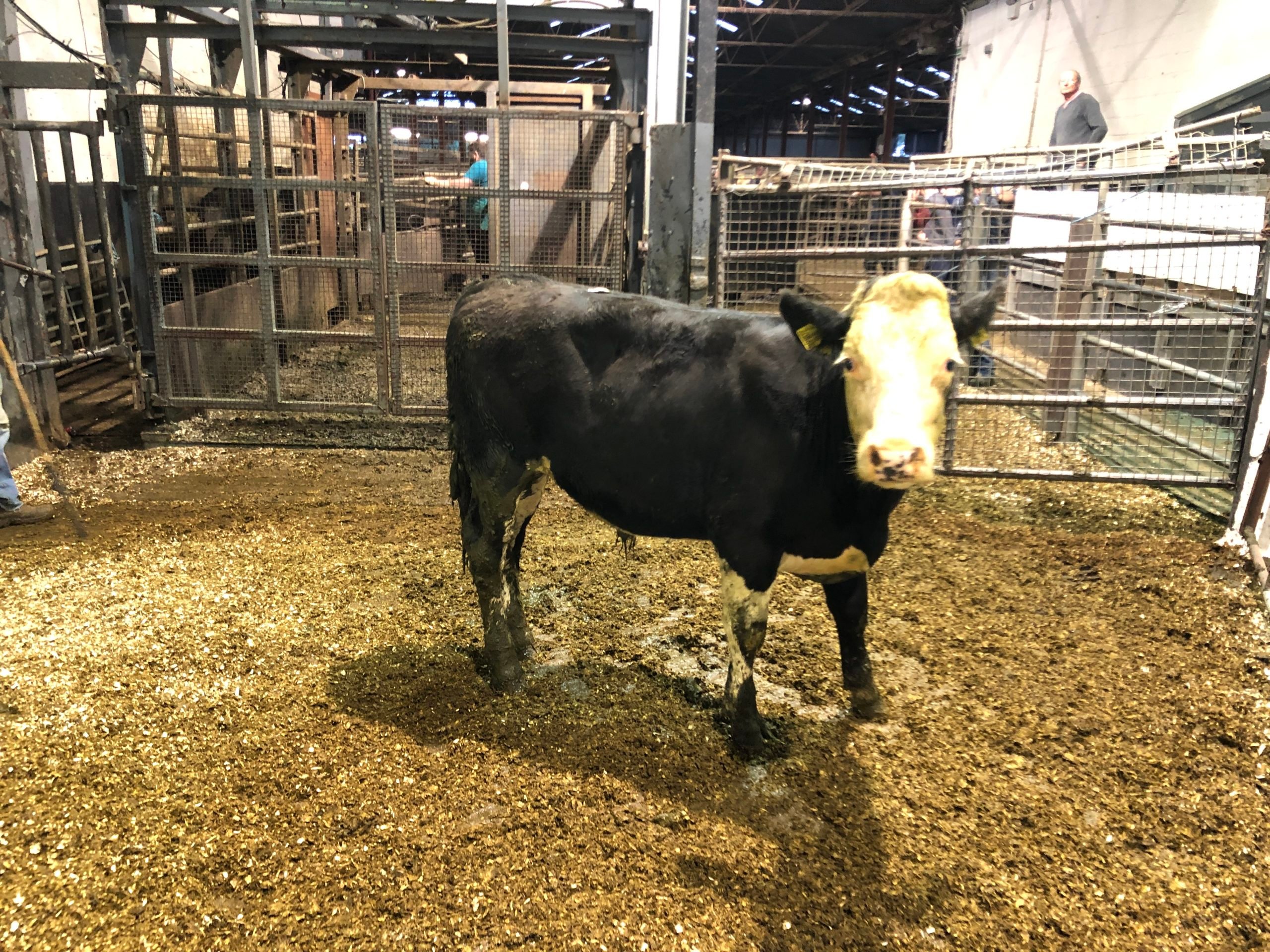 This 370kg Hereford-cross sold for €890 or €2.41/kg