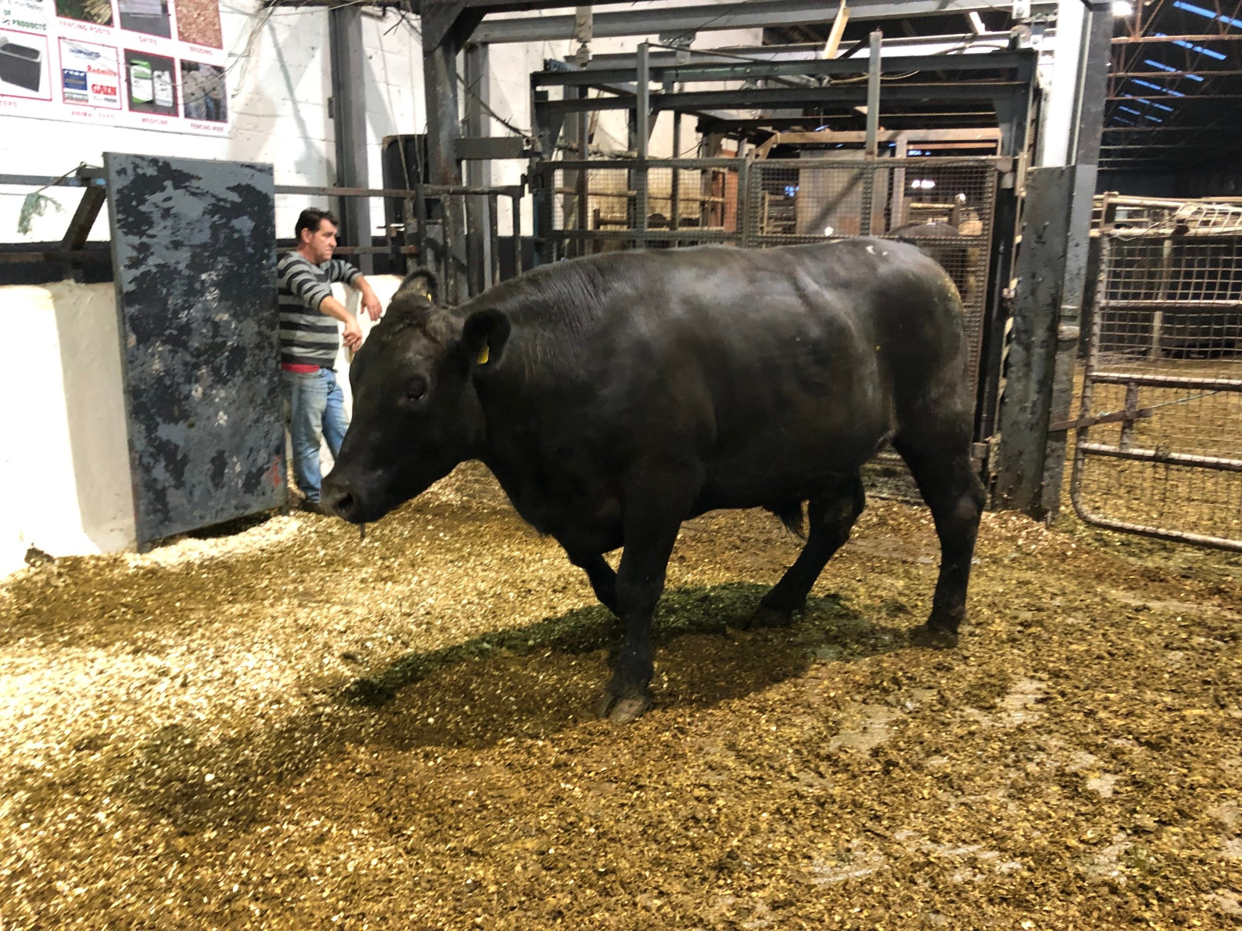 This 825kg Angus-cross bullock sold for €2,350 or €2.84/kg